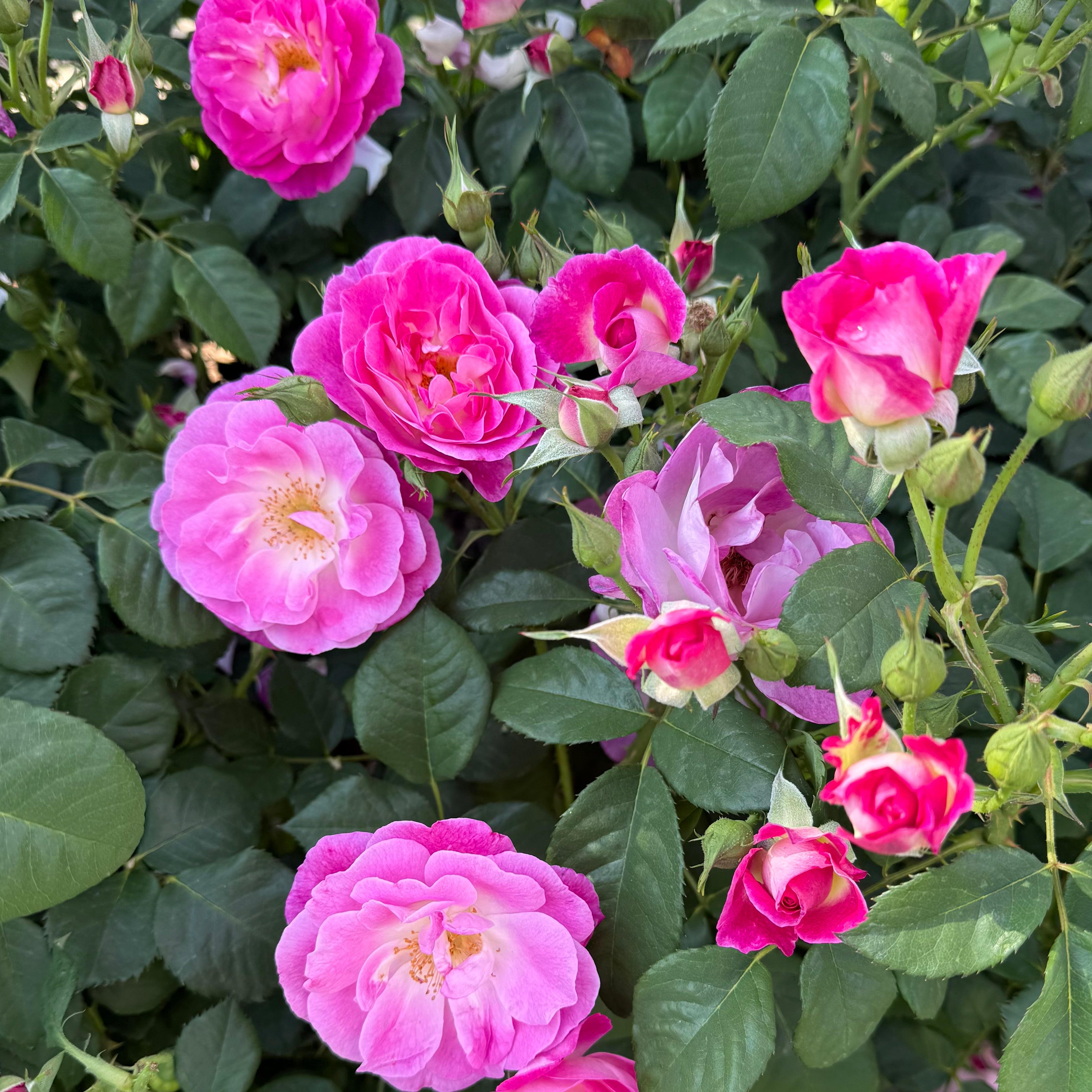Easy to Please® Potted Tree Rose