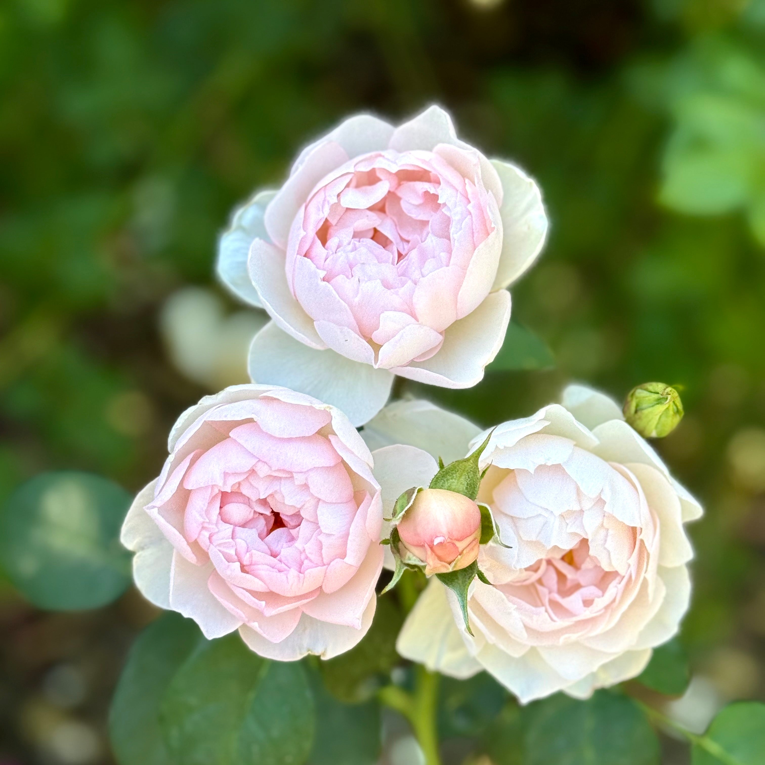 David Austin® Gentle Hermione® Potted Rose Bush