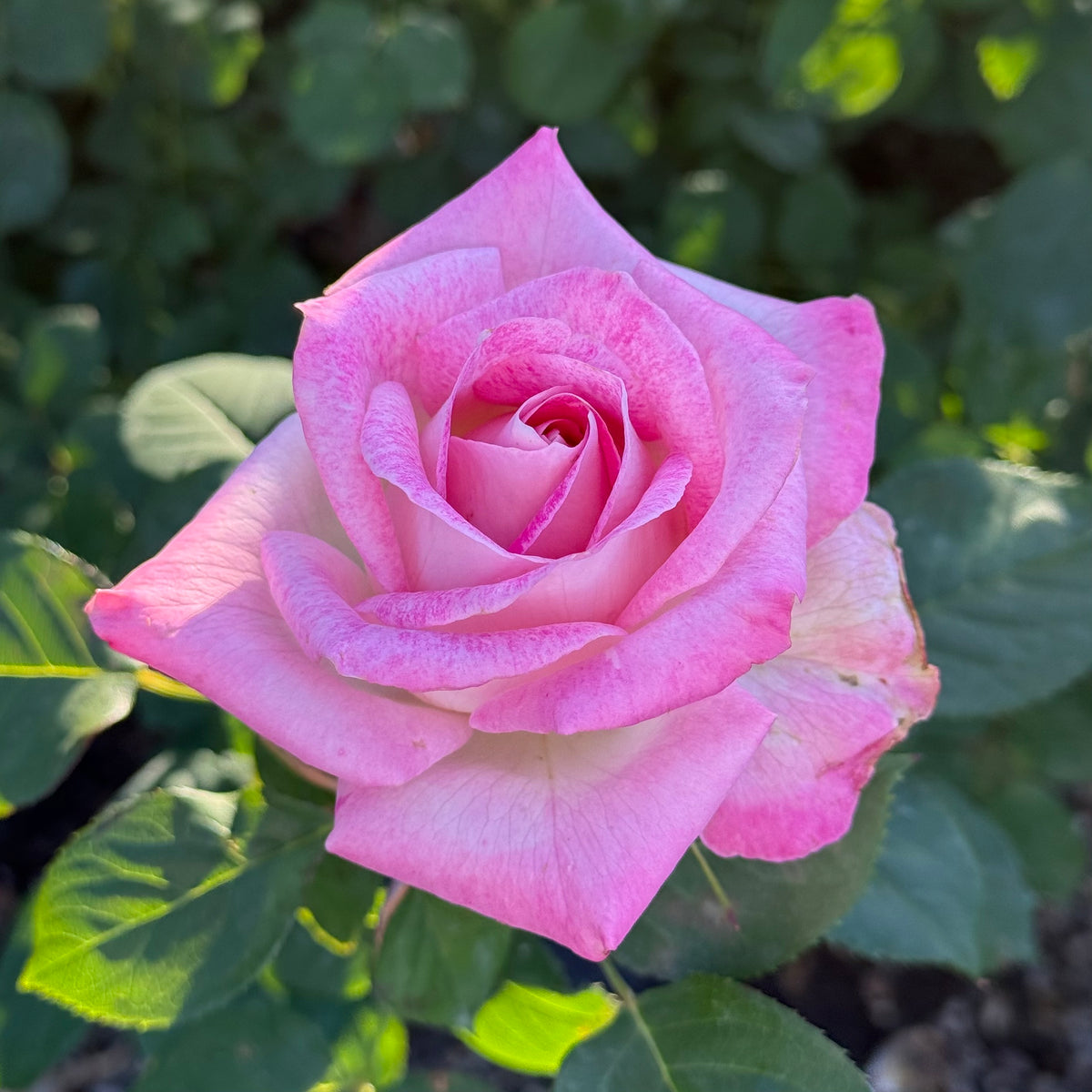 Painted Porcelain™ Bare Root Rose Bush