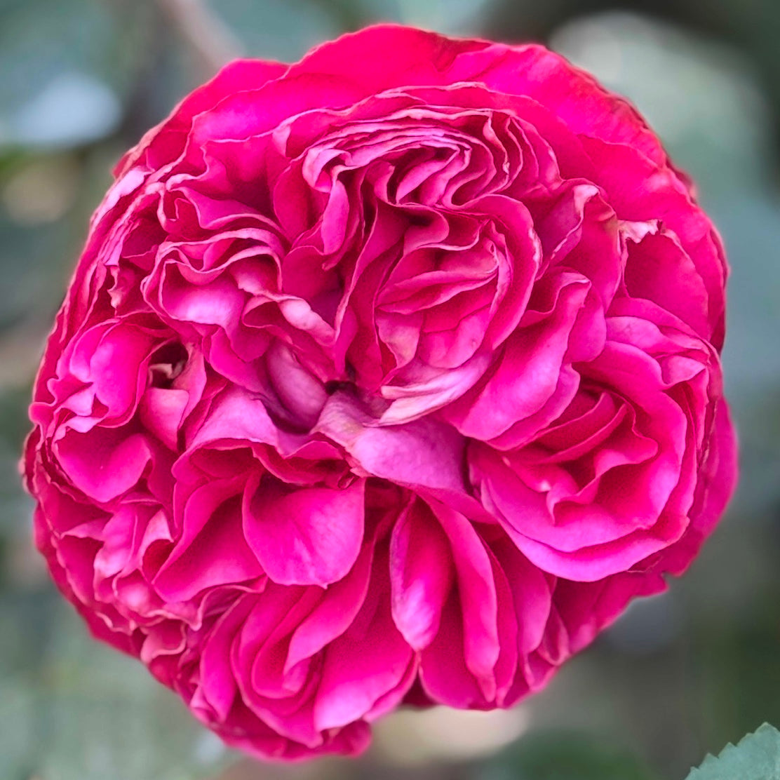 Eden Climber® Red Potted Climbing Rose