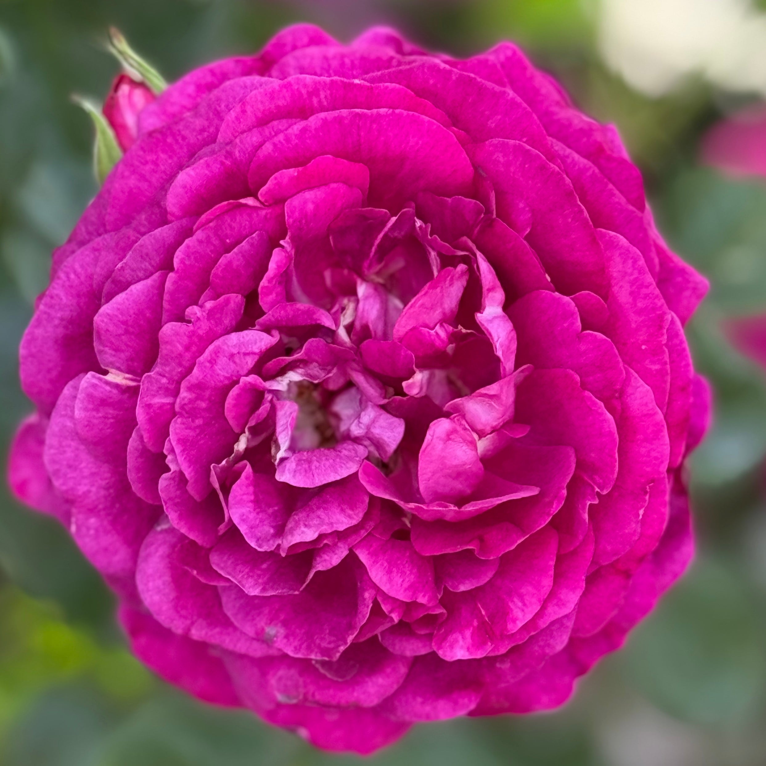 Twilight Zone™ Potted Rose Bush