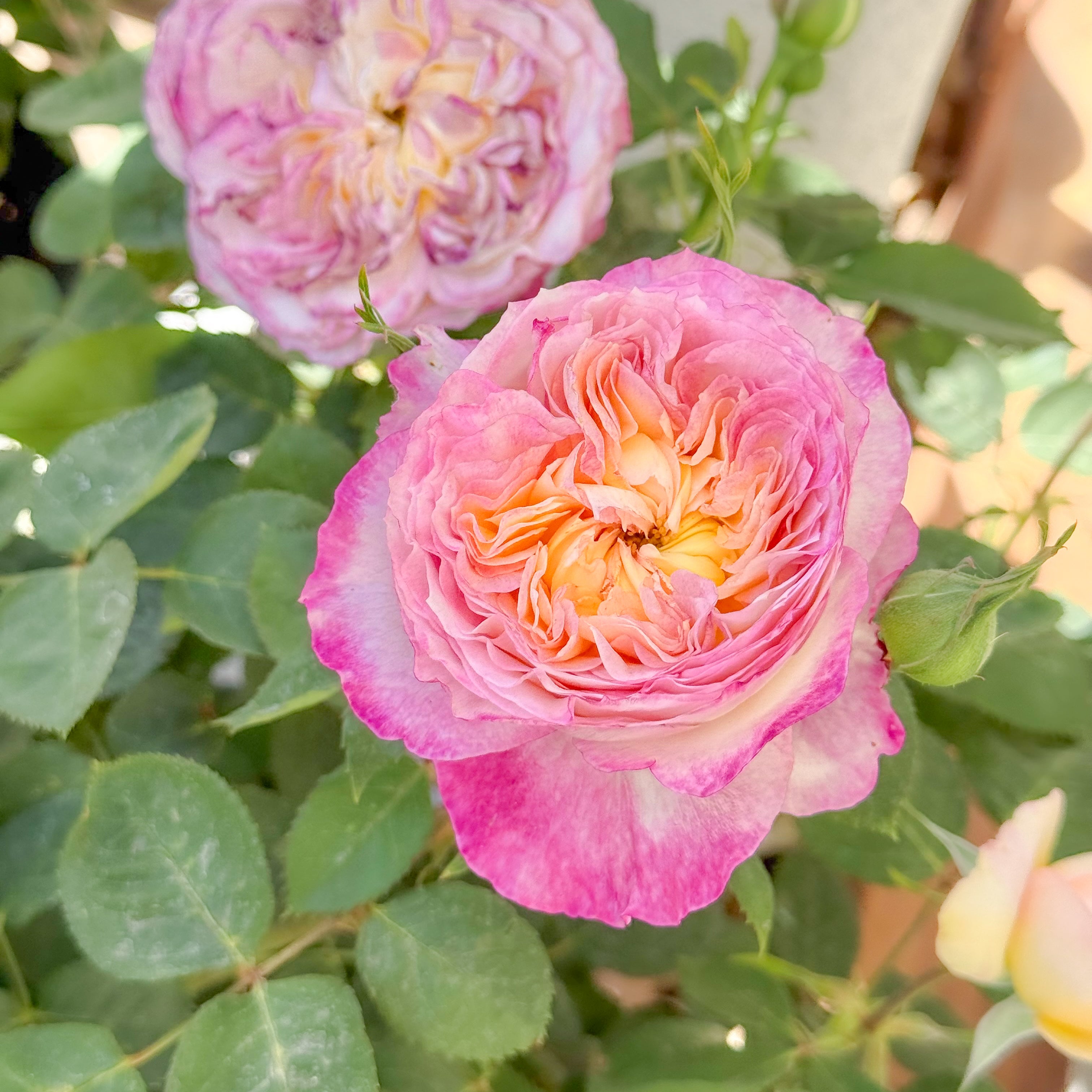 Living the Dream™ Potted Rose Bush