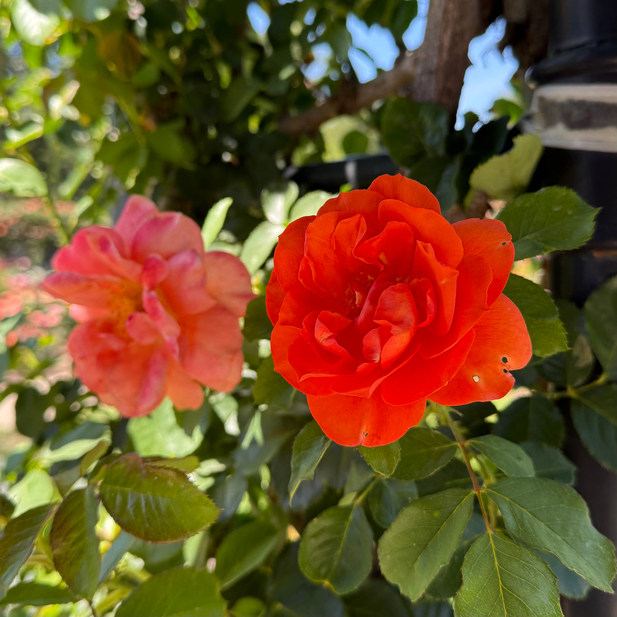 Above All™ Bare Root Climbing Rose Bush