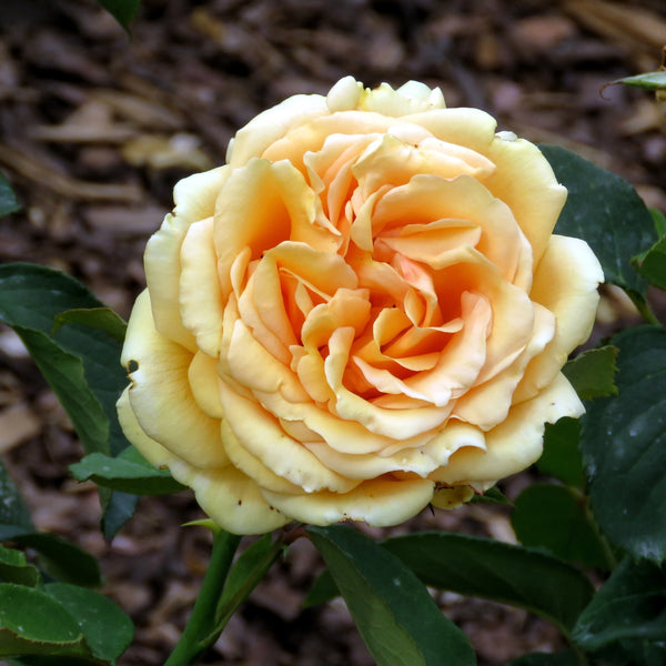 Valencia® Rose Bush