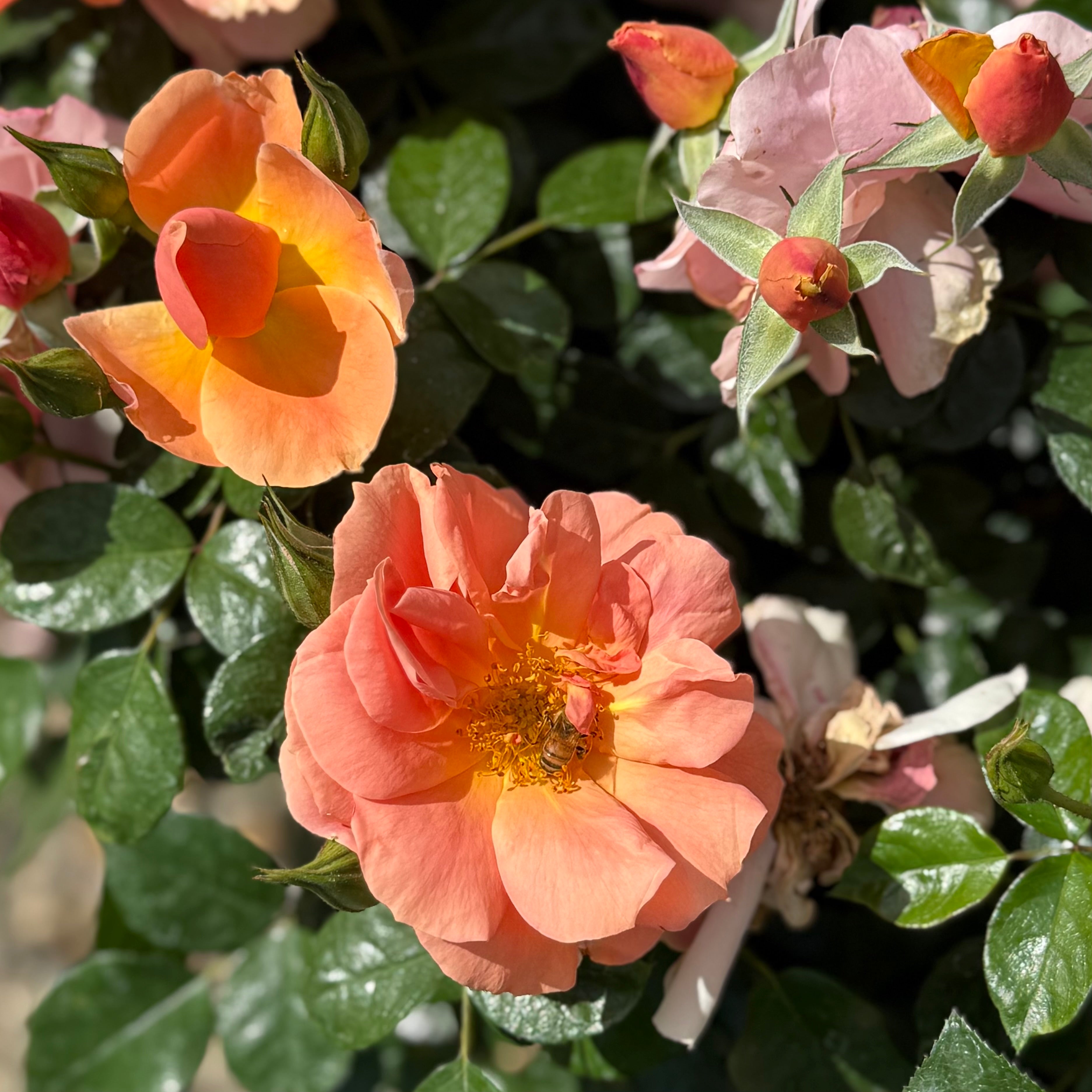 Sunbelt® Sierra Lady™  Potted Rose Bush