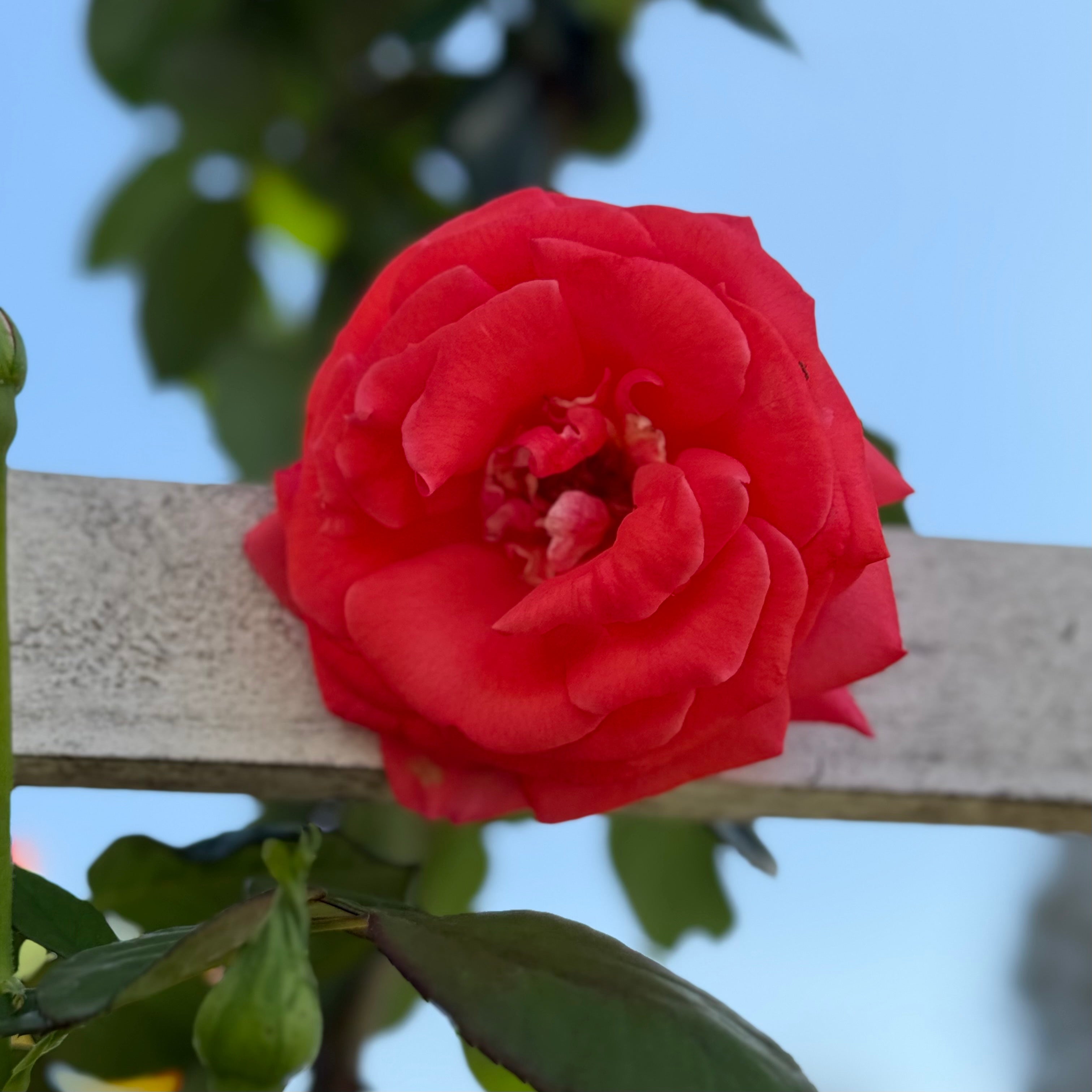 America™ Potted Climbing Rose