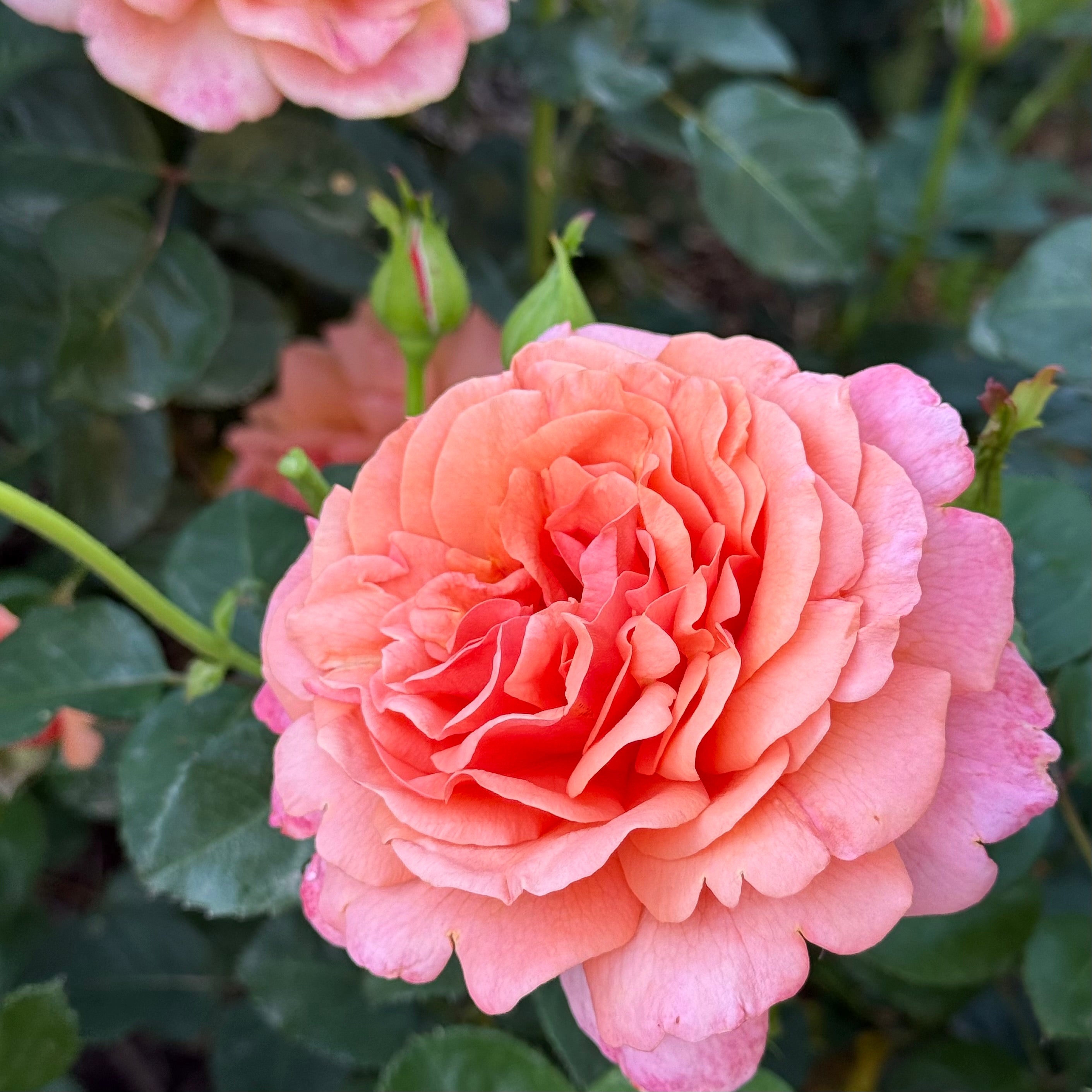 Easy Does It® Potted Tree Rose