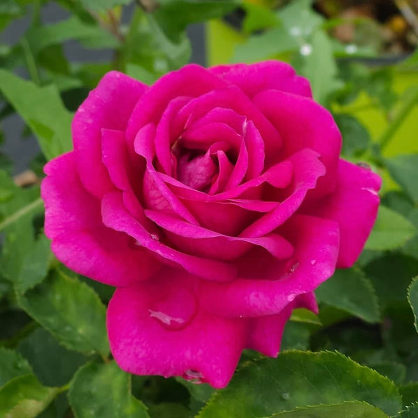 Purple Aura Rose Bush