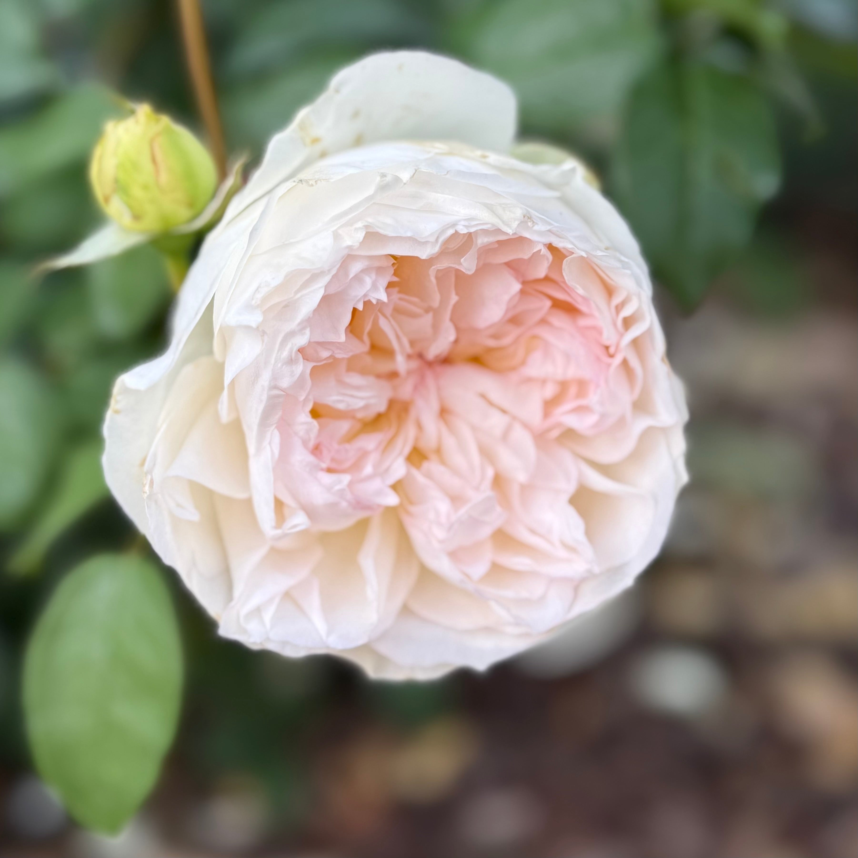 Bolero™ Bare Root Rose Bush