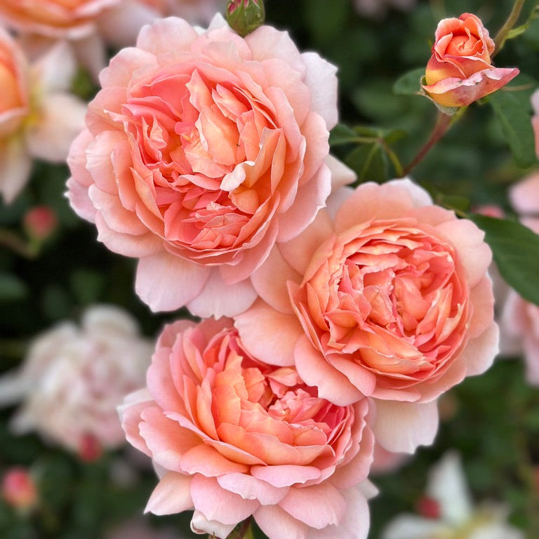 David Austin® Carding Mill® Potted Rose Bush