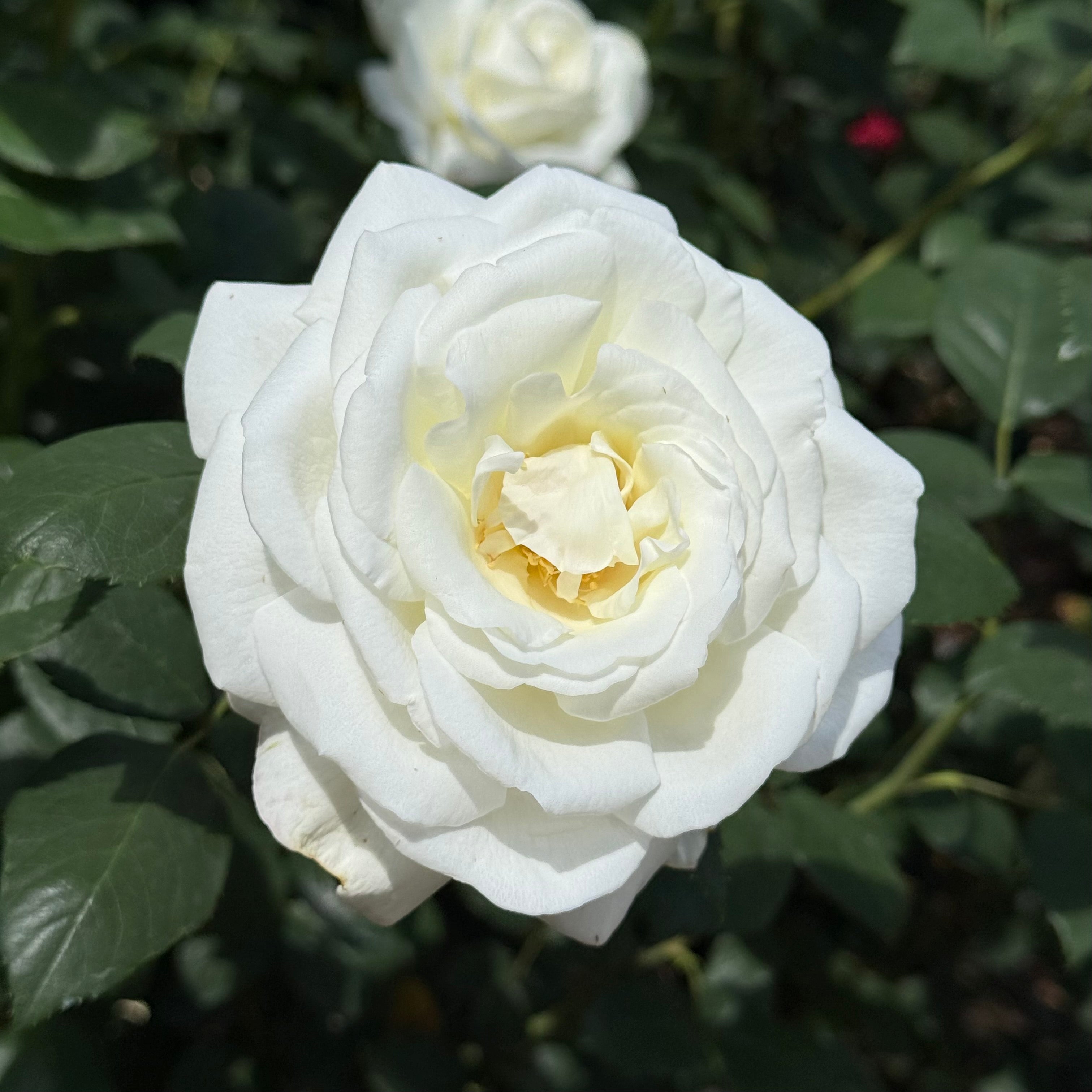 Sugar Moon™ Potted Rose Bush