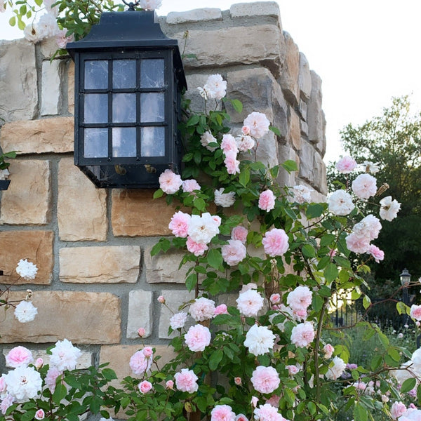 Cecile Brunner Rose Bush