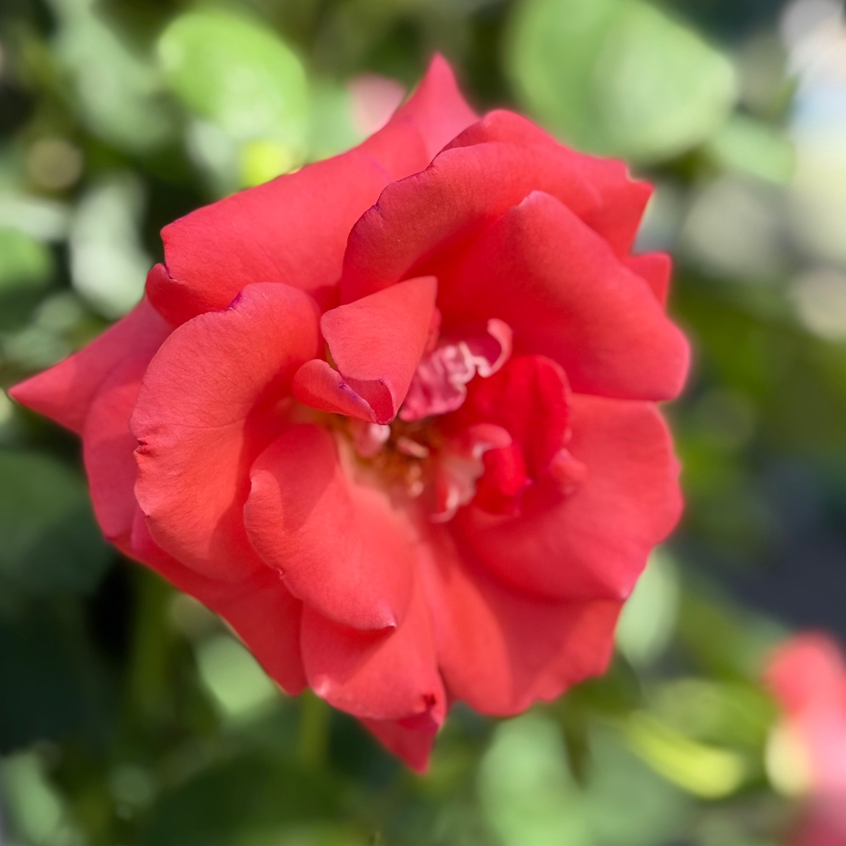 America™ Potted Climbing Rose