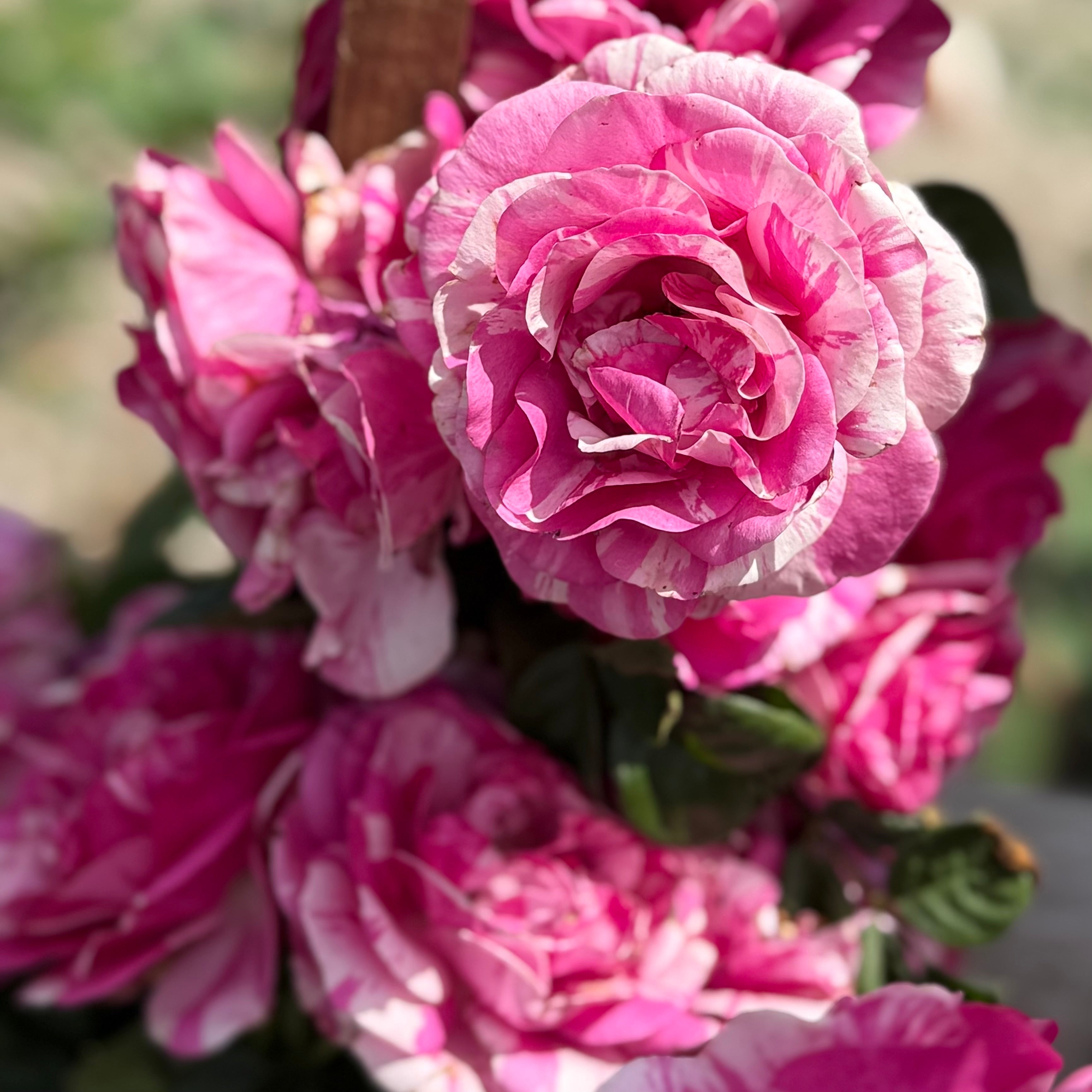 Fly So High™ Potted Climbing Rose Bush