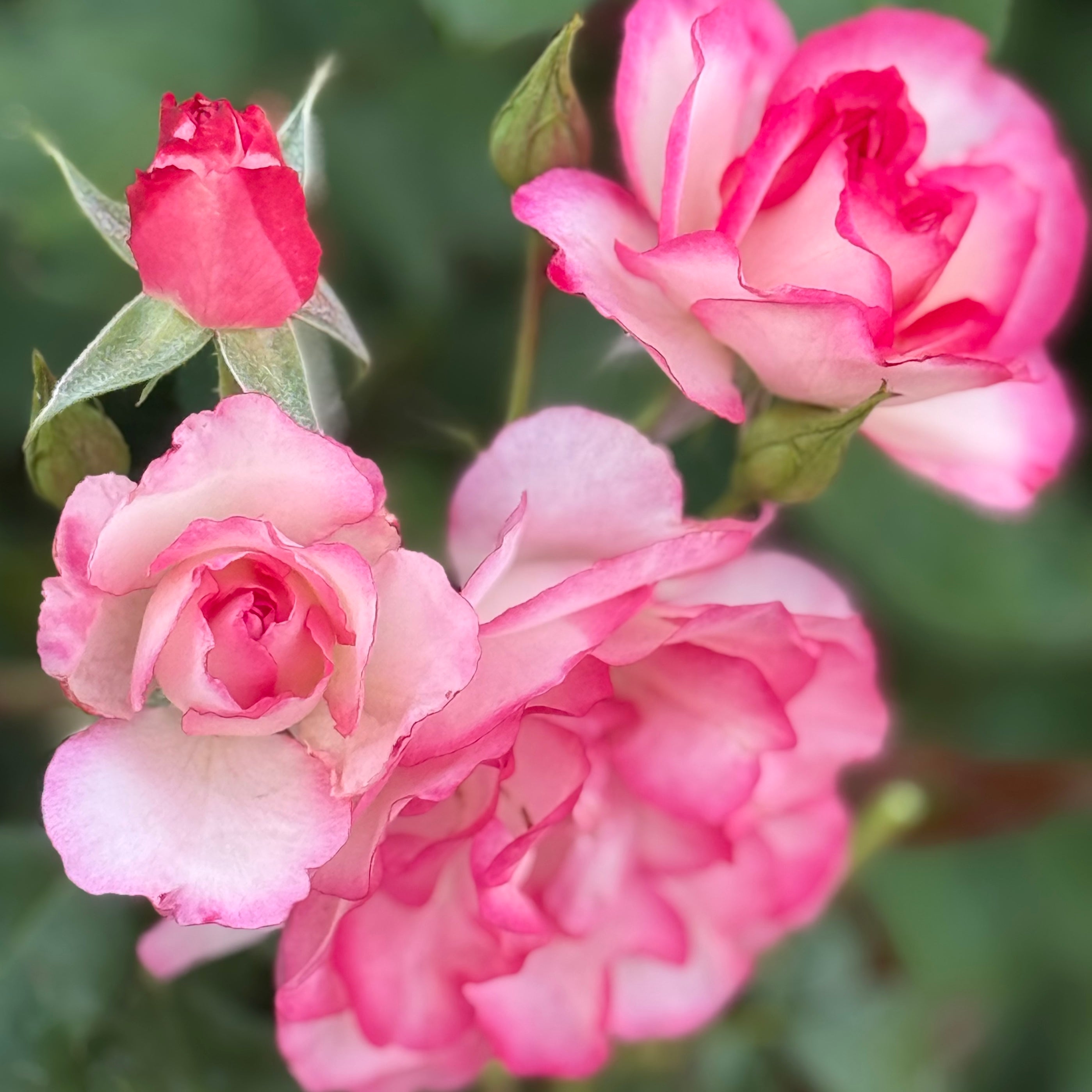 Tabris™ Potted Rose Bush