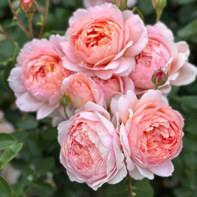 David Austin® Carding Mill® Potted Rose Bush