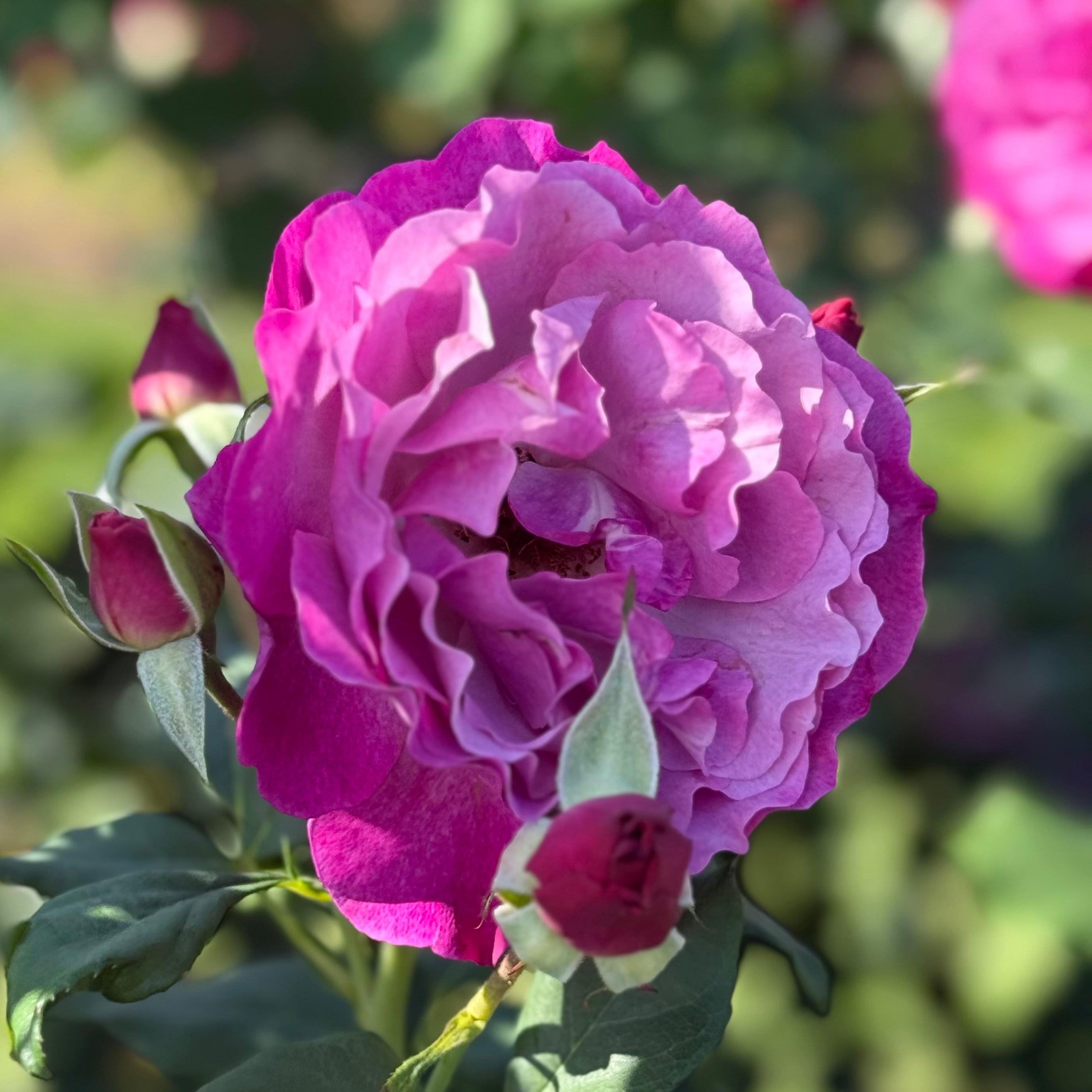Wild Blue Yonder™ Potted Rose Bush