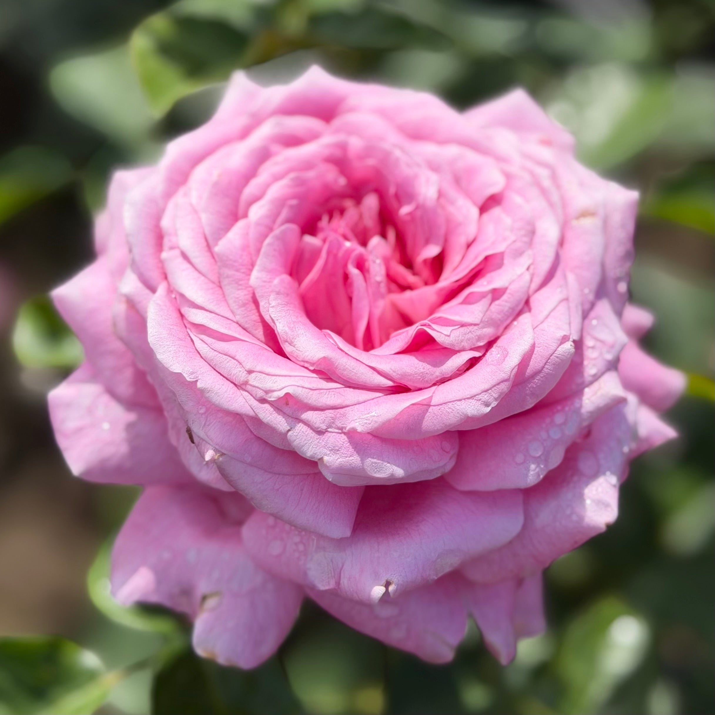 Héloïse-Grace™ Potted Rose Bush