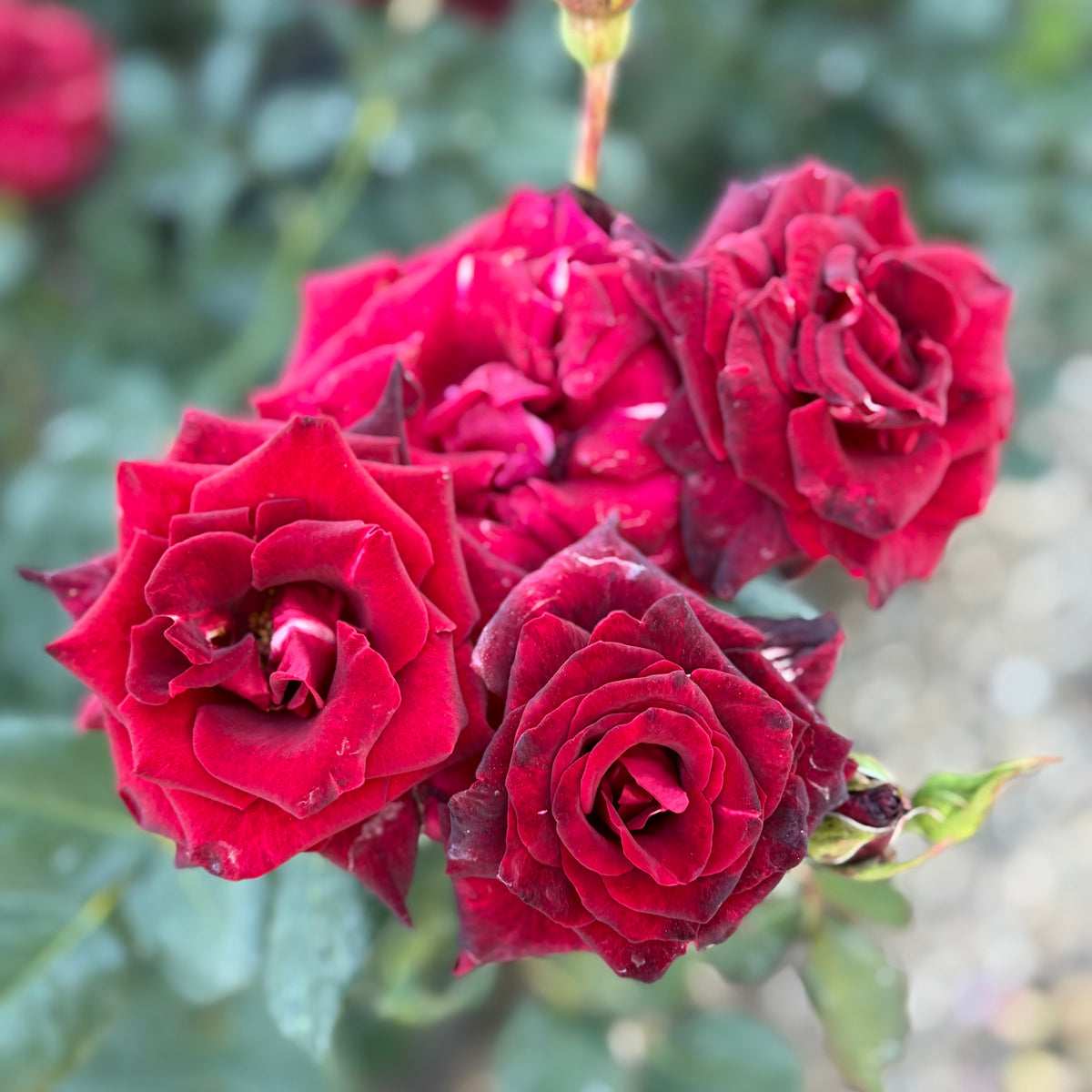Black Baccara® Bare Root Tree Rose