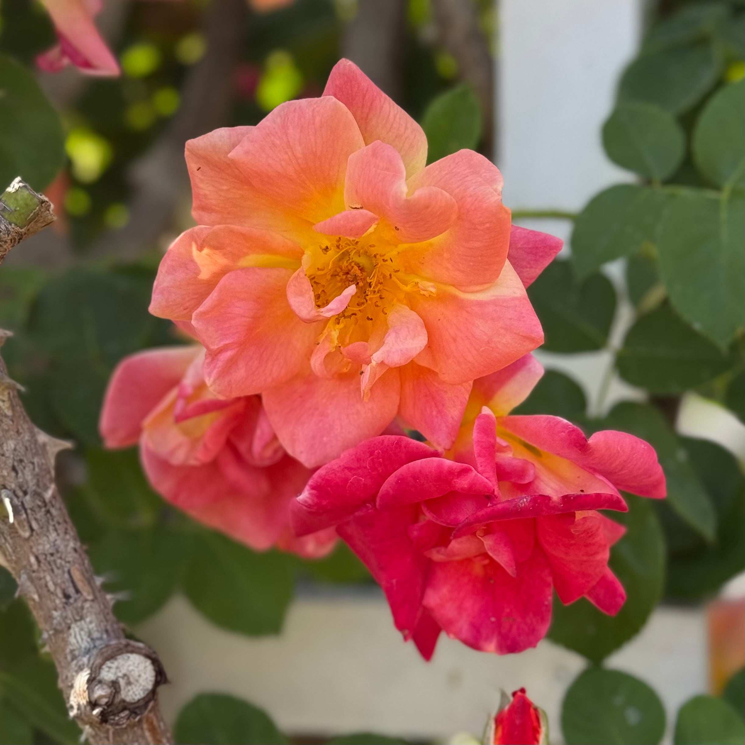 Joseph's Coat Potted Climbing Rose