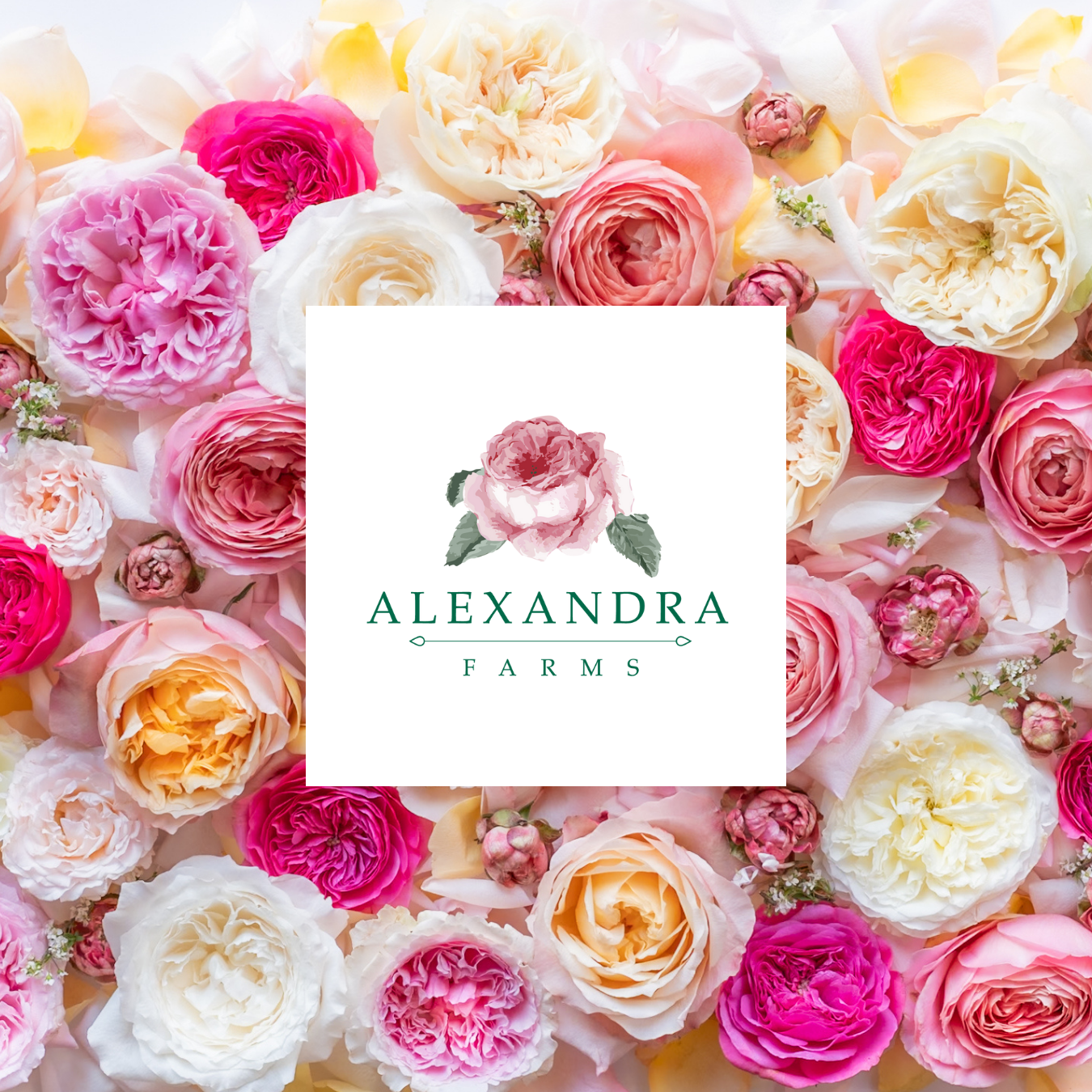 The Rose Immersion - A Colombian Floral Retreat at the World's Finest Rose Farm (Deposit)