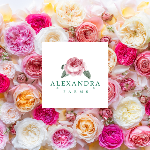 The Rose Immersion - A Colombian Floral Retreat at the World's Finest Rose Farm (Deposit)