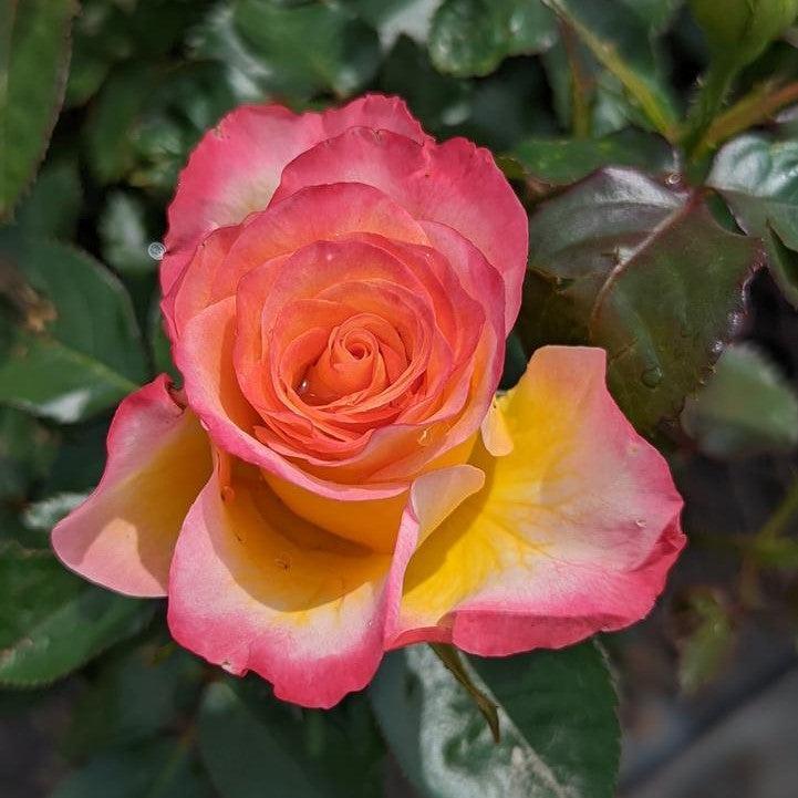 True Bloom® True Sincerity Potted Rose Bush