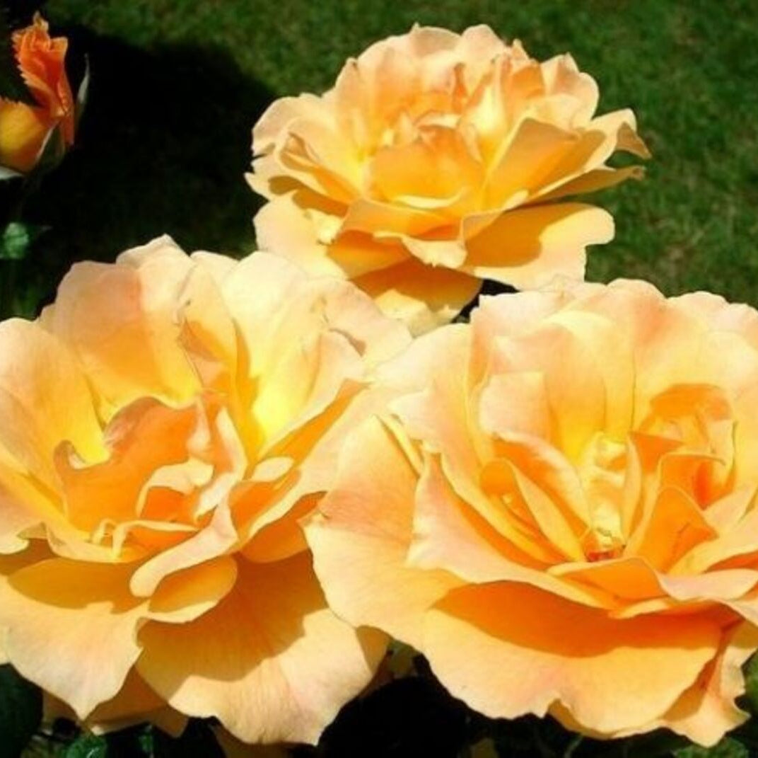 Easy Going™ Potted Rose Bush