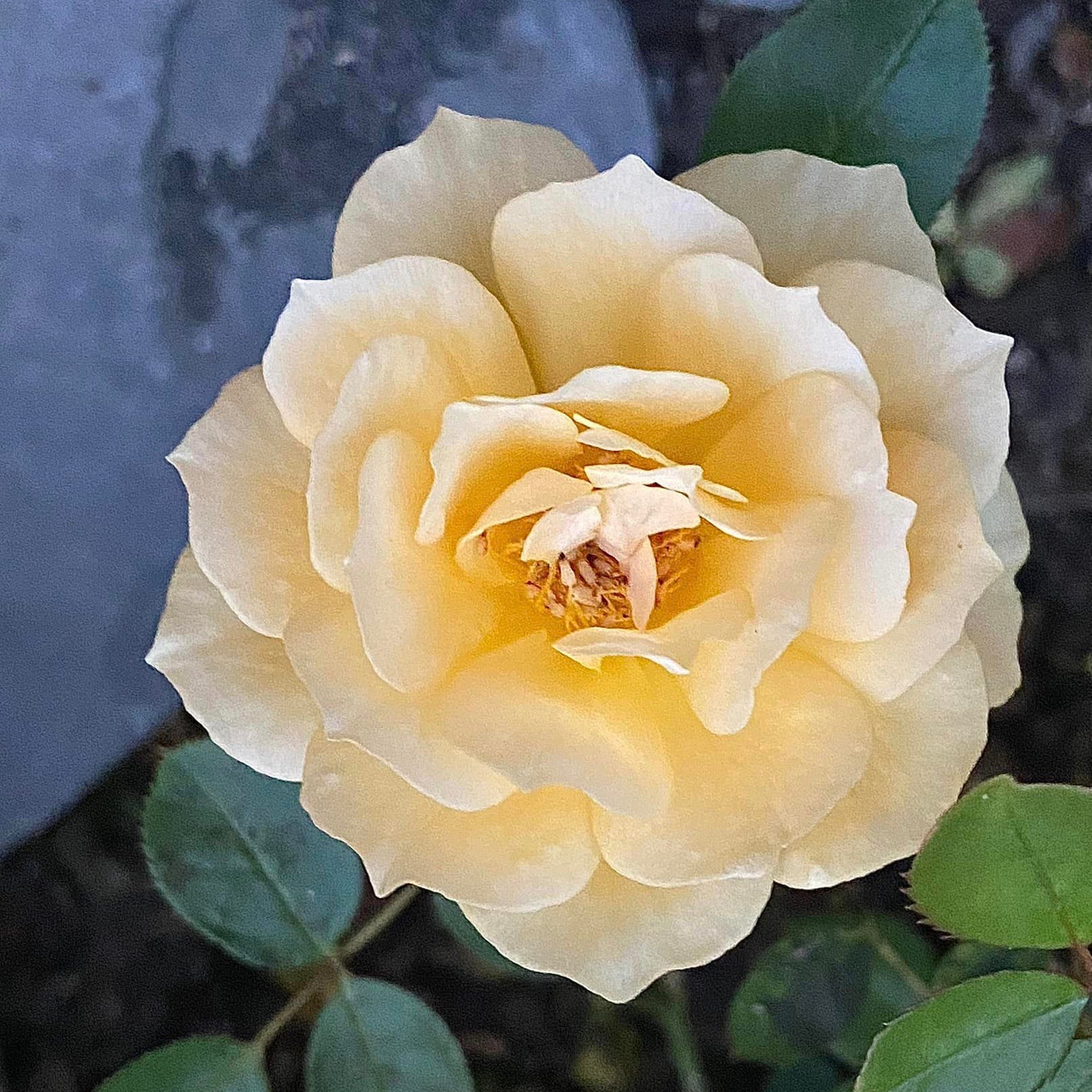 Edith's Darling® Bare Root Rose Bush