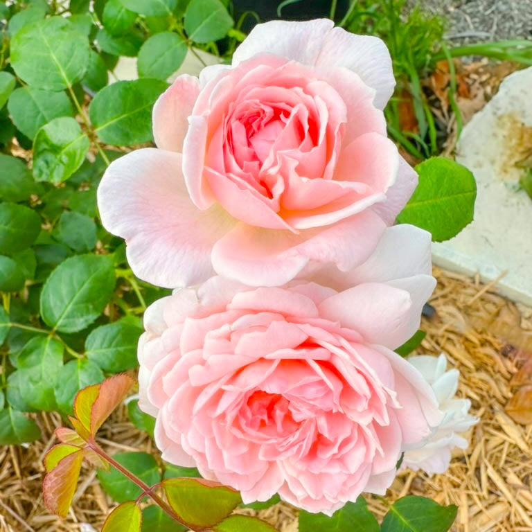 David Austin® Eglantyne Potted Rose Bush