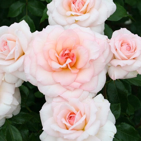 Fairytale® Elegant™ Rose Bush