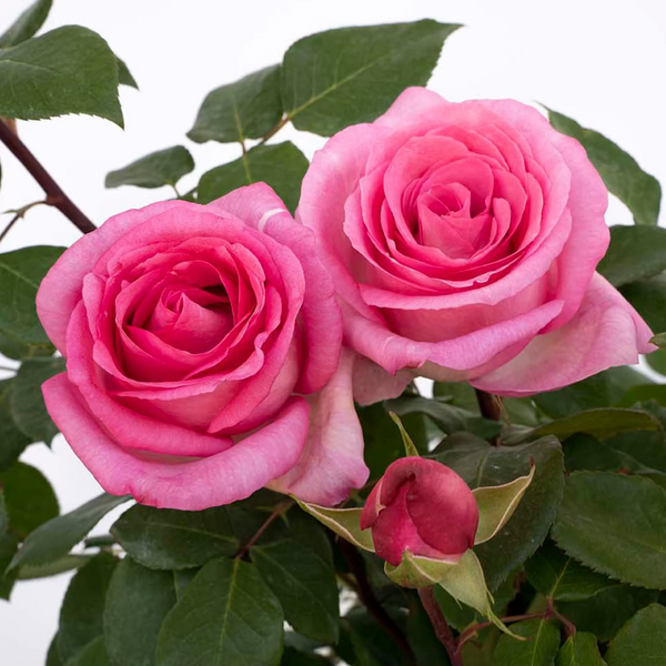 Eleganza® Beverly™ Bare Root Rose Bush