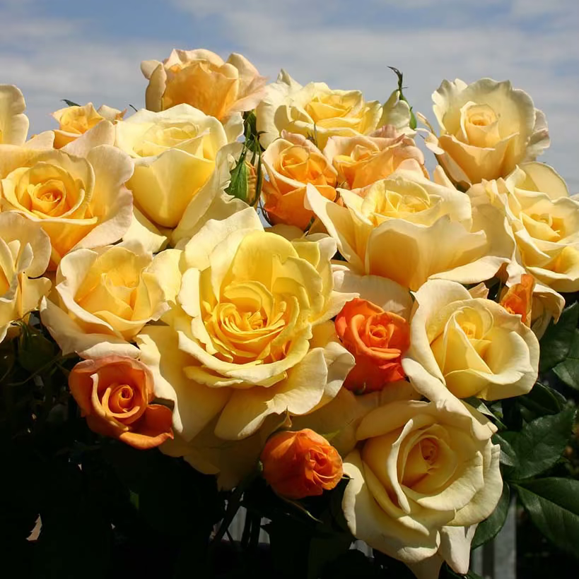 Eleganza® Sunny Sky™  Bare Root Rose Bush