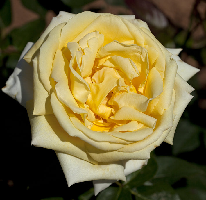 Eternal Flame™ Potted Rose Bush