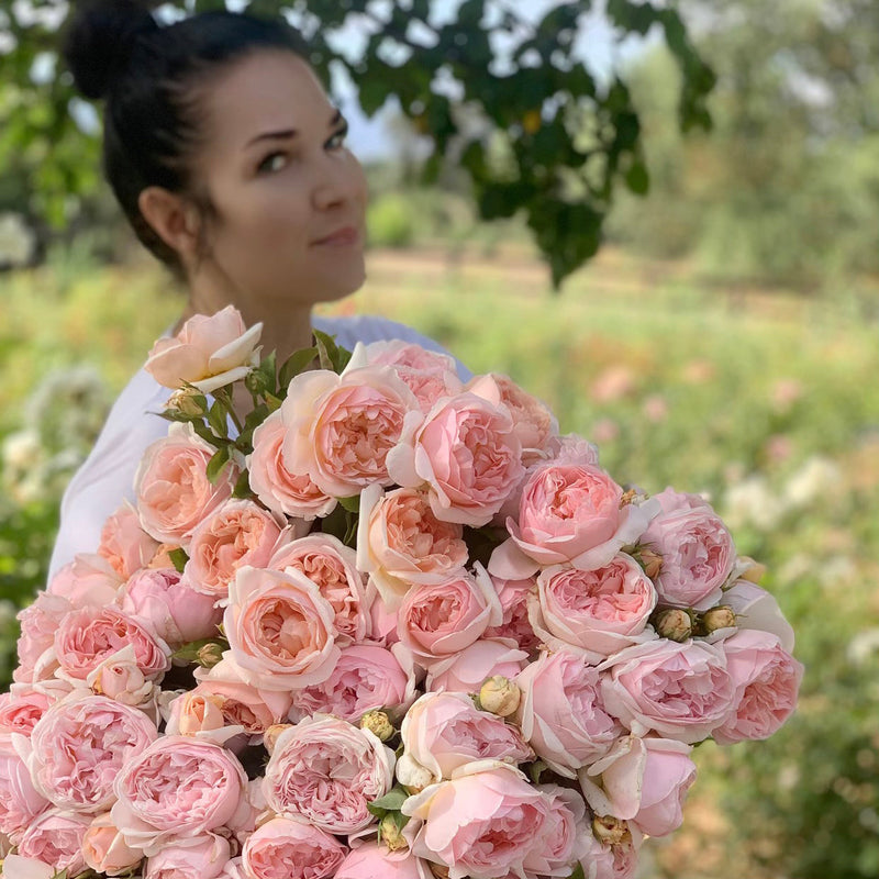 Evelyn® (AUSsaucer) Rose Bush