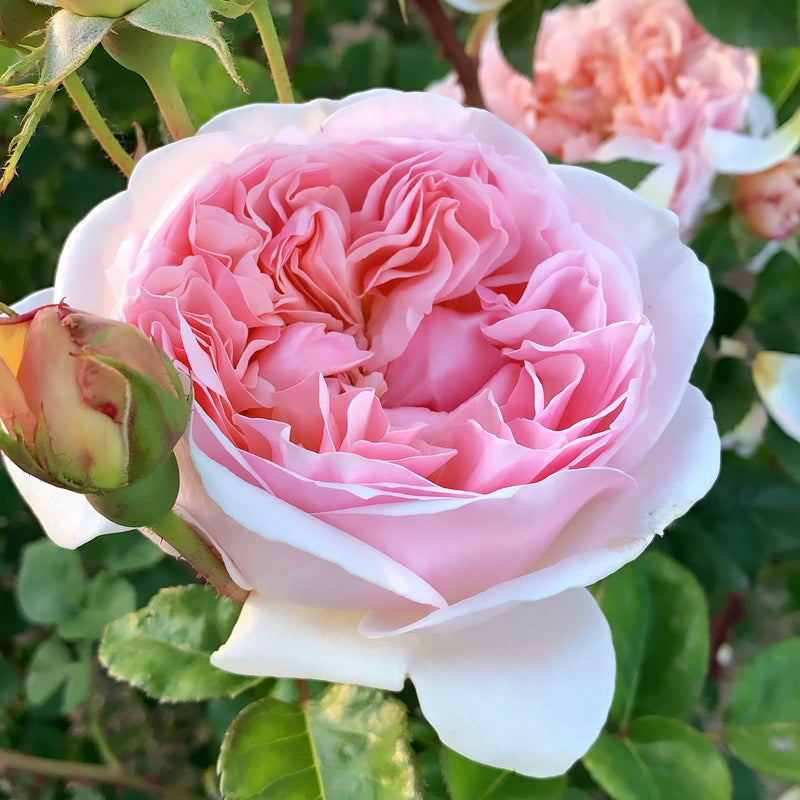 Evelyn® (AUSsaucer) Rose Bush