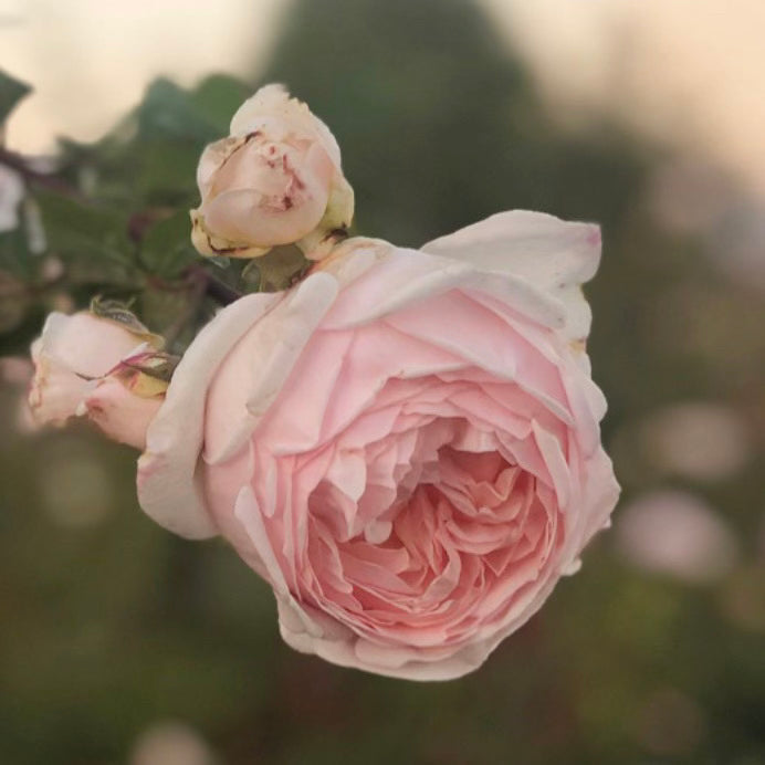 Evelyn® (AUSsaucer) Rose Bush