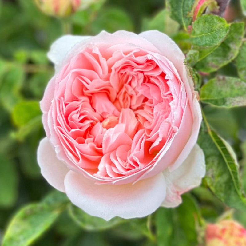 Evelyn® (AUSsaucer) Rose Bush