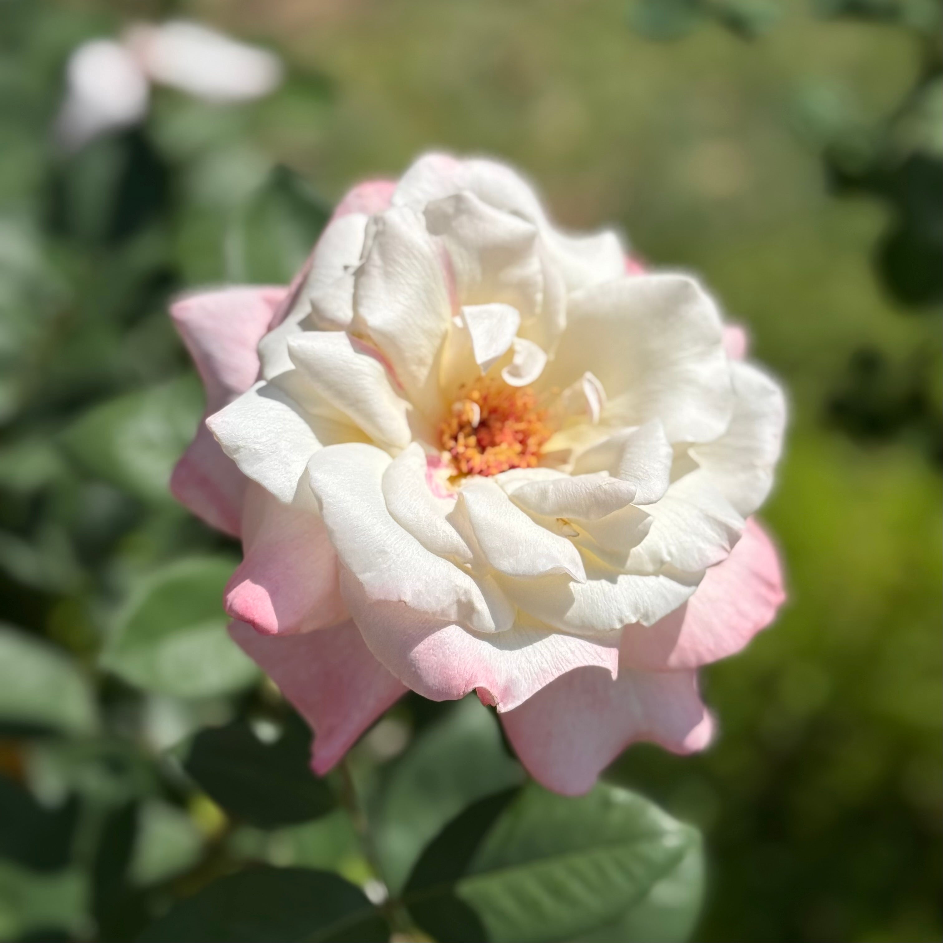 Peace Potted Tree Rose