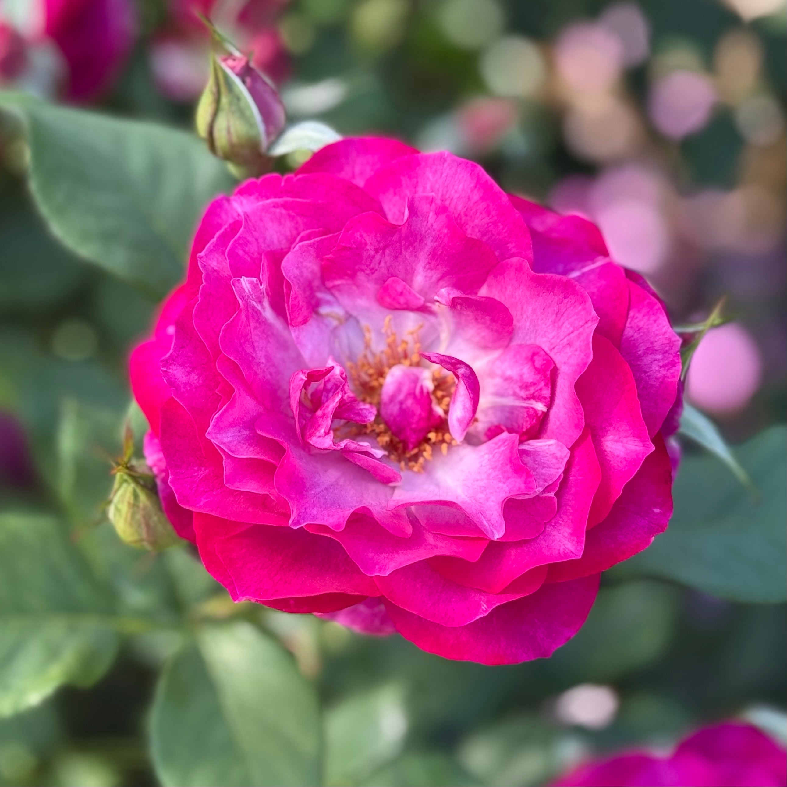 Wild Blue Yonder™ Potted Rose Bush