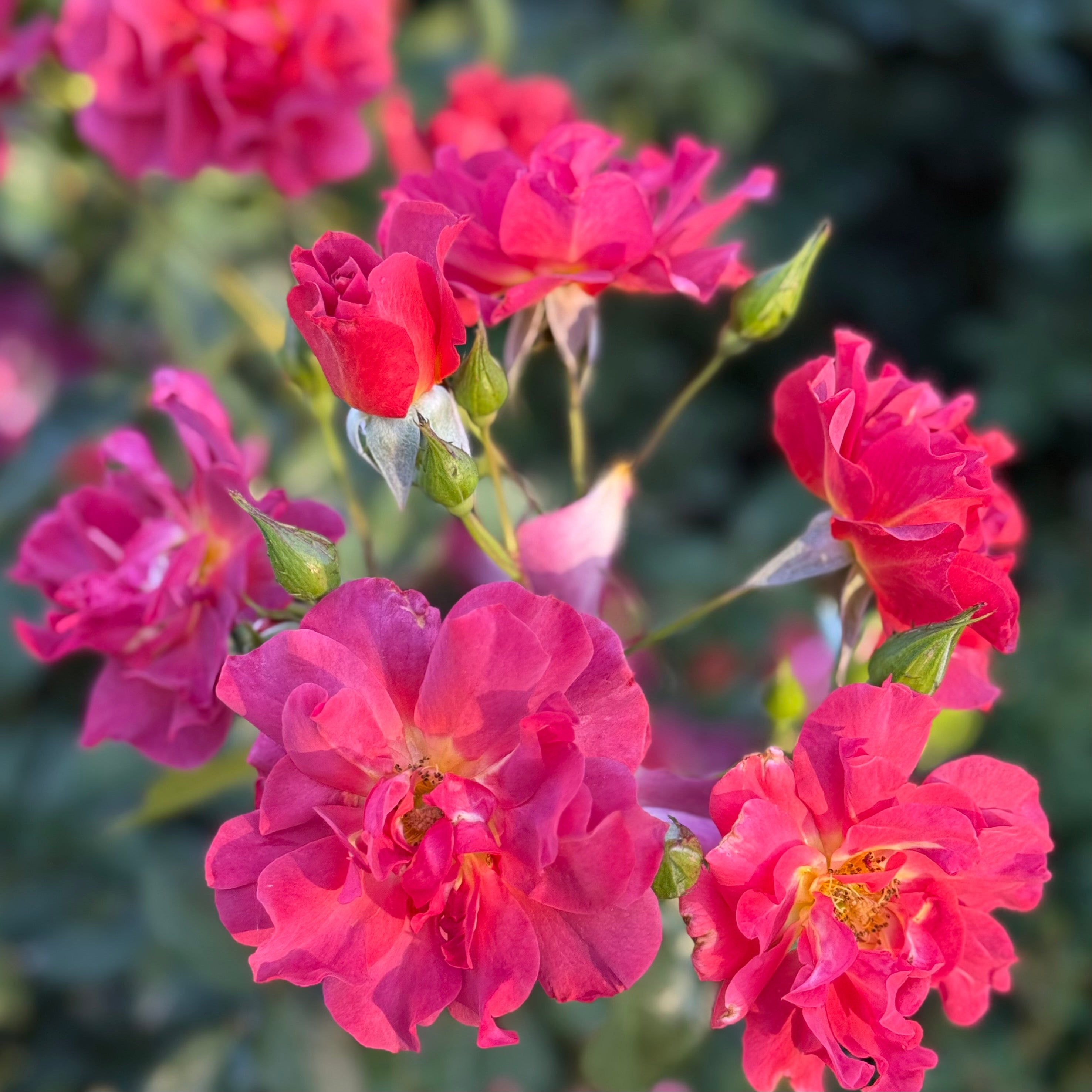 Cinco de Mayo™ Potted Rose Bush