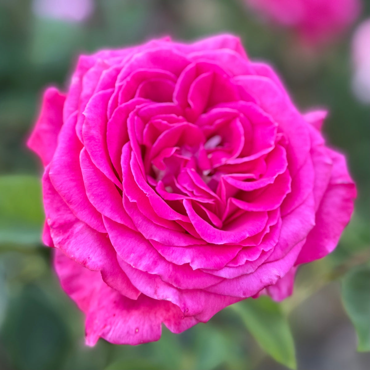 Sweet Spirit™  Bare Root Rose Bush