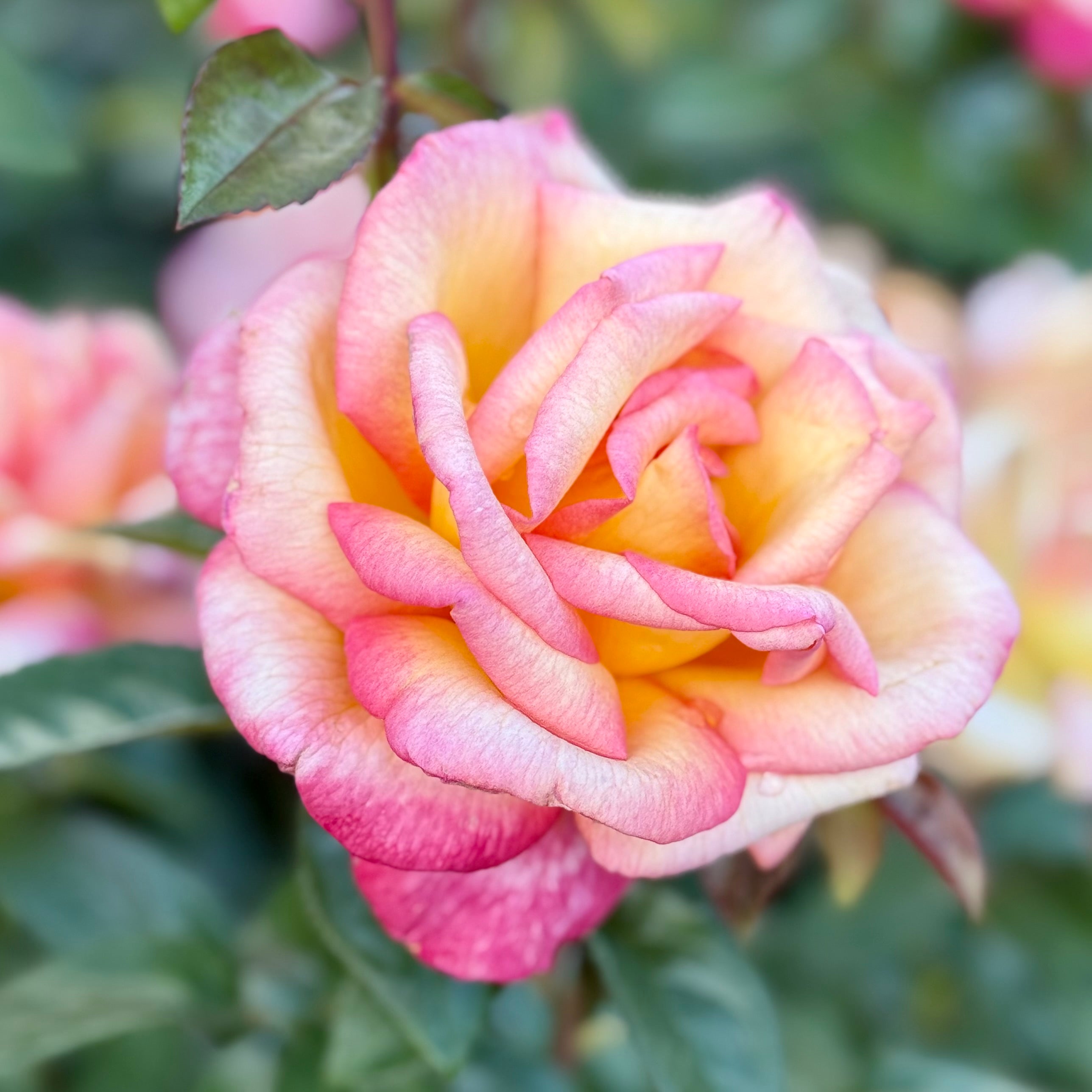 Sheila's Perfume Potted Rose Bush