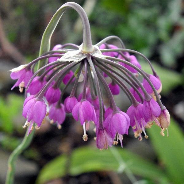Allium cernuum  Potted Ornamental Onion Plant