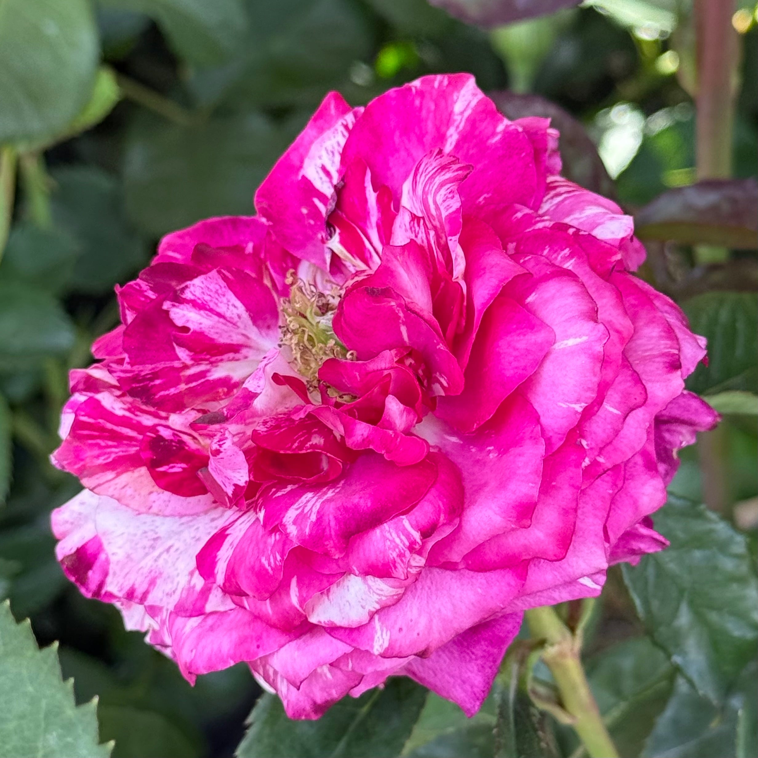 Purple Tiger Potted Rose Bush