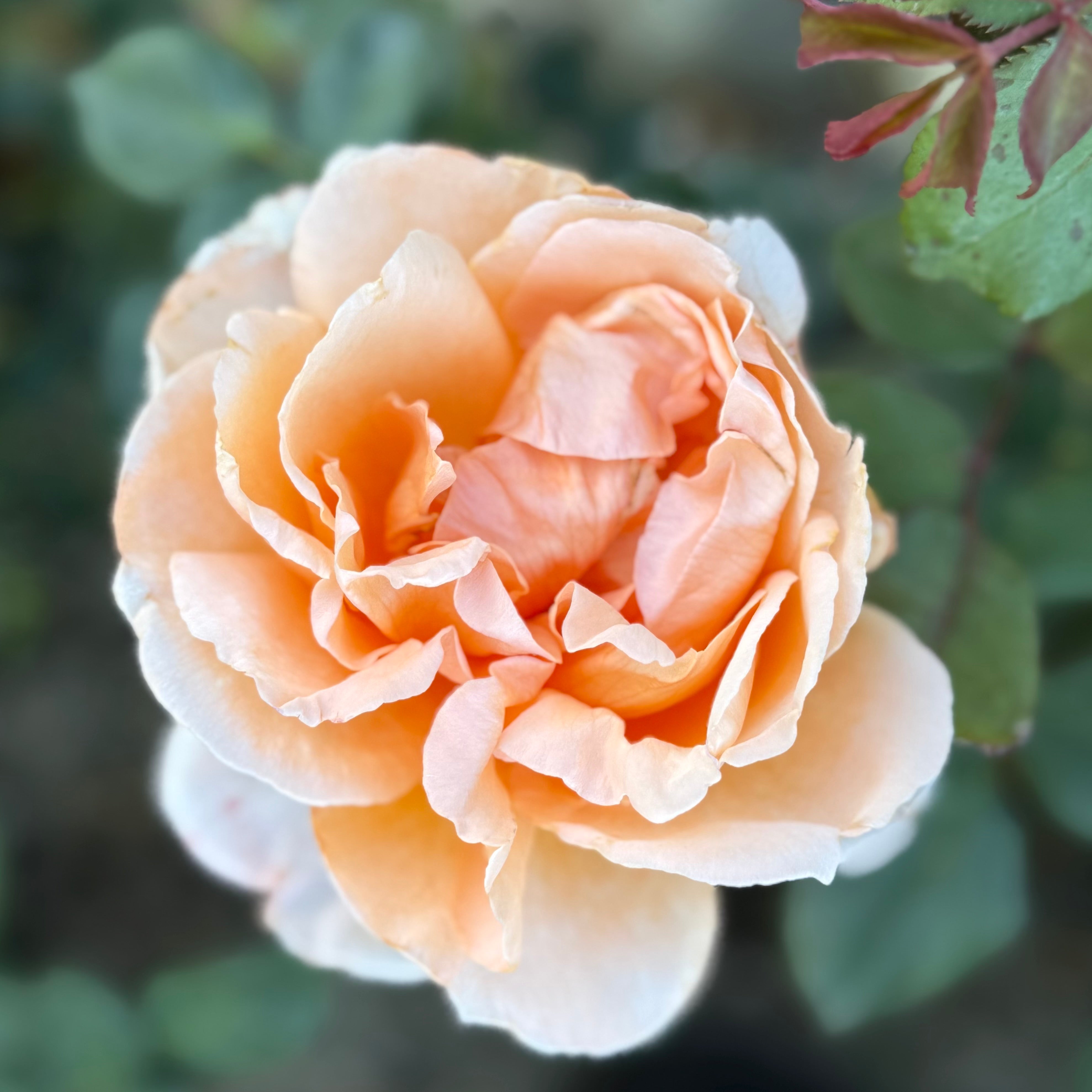 Abbaye de Cluny™ Potted Rose Bush