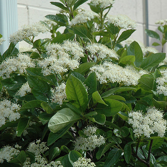 American Beauties® Native Plants Viburnum nudum 'Winterthur' Potted  Viburnum Bush