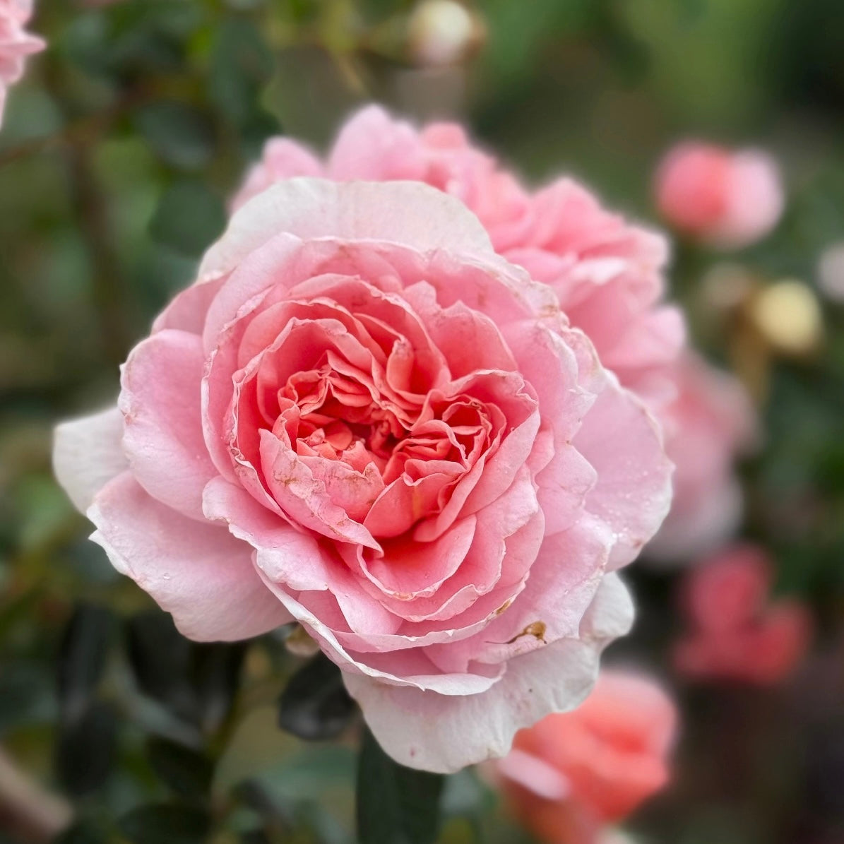 Colette™  Bare Root Climbing Rose