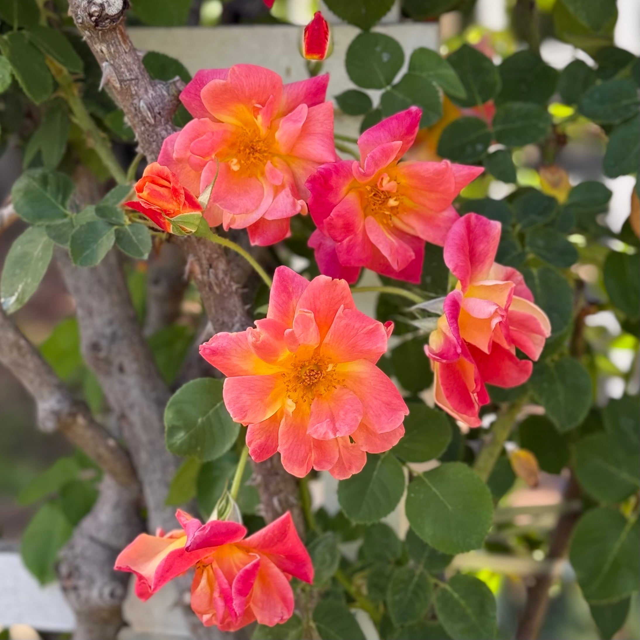 Joseph's Coat Potted Climbing Rose