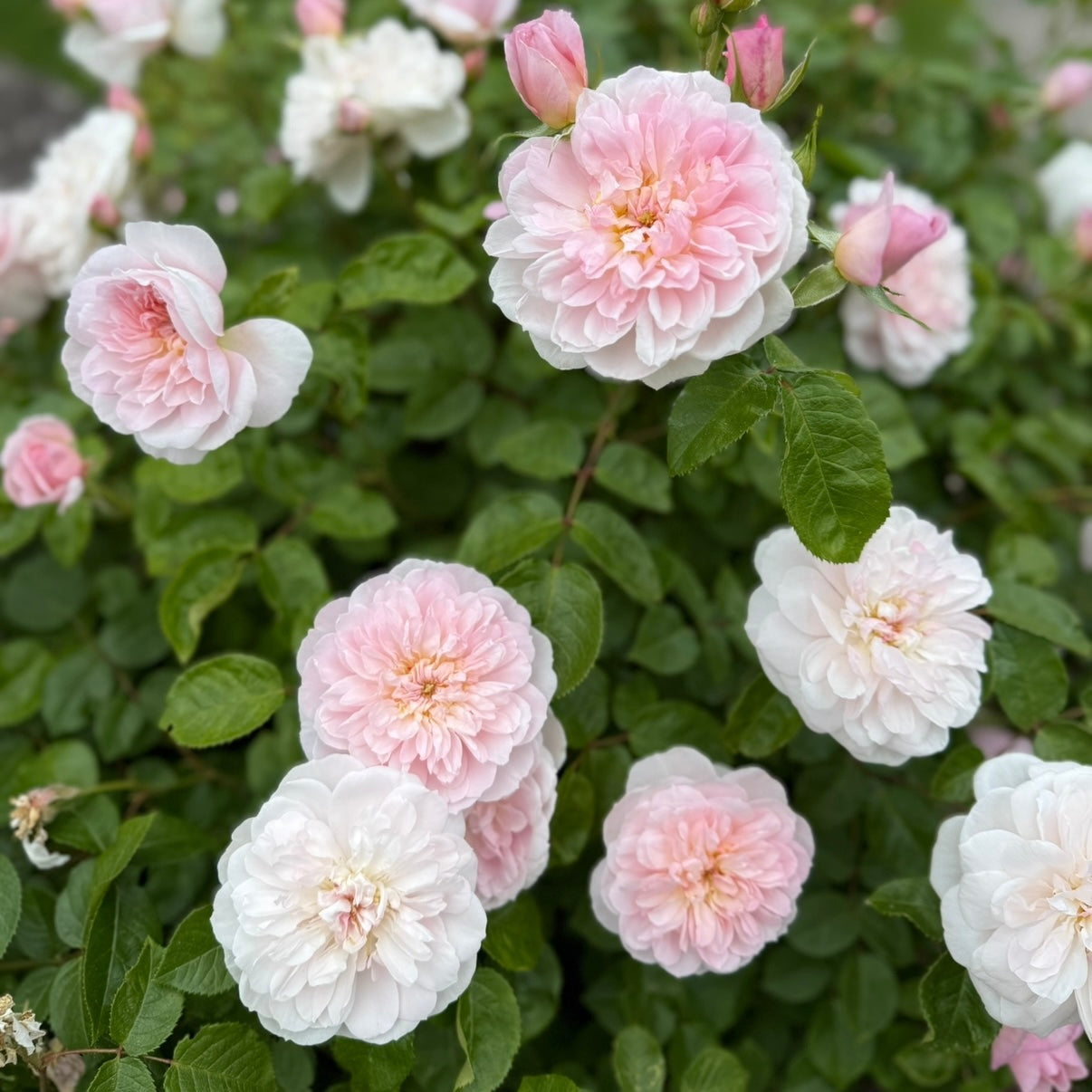 David Austin® Elizabeth® Potted Rose Bush